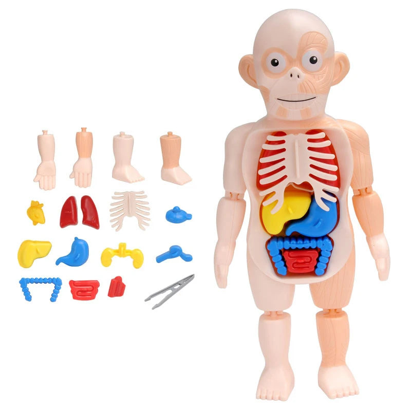 3D Human Body Torso Model Educational Assembly Learning DIY Toys Human ...